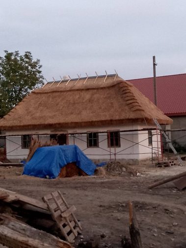 очерет для покрівлі